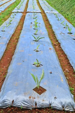 Sebze Bahçe yataklar