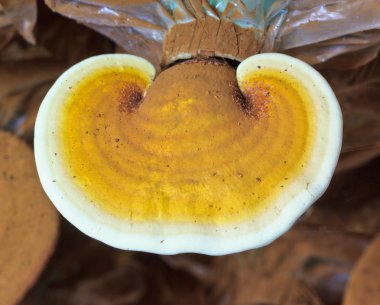 mushroom Ganoderma lucidum clipart