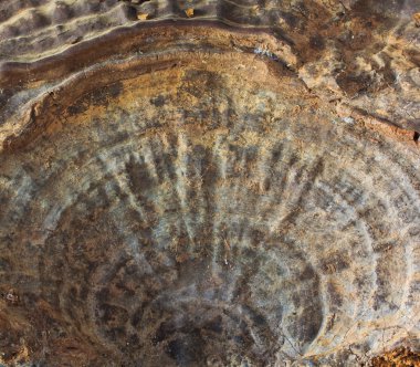 mantar ganoderma Lucidium
