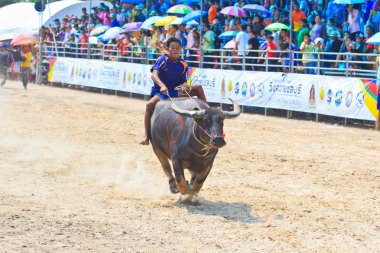 Festivali racing manda