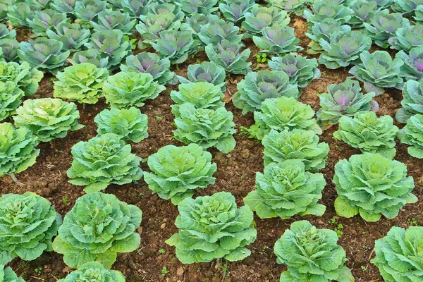 Green ripe lettuce foliage — Stock Photo, Image