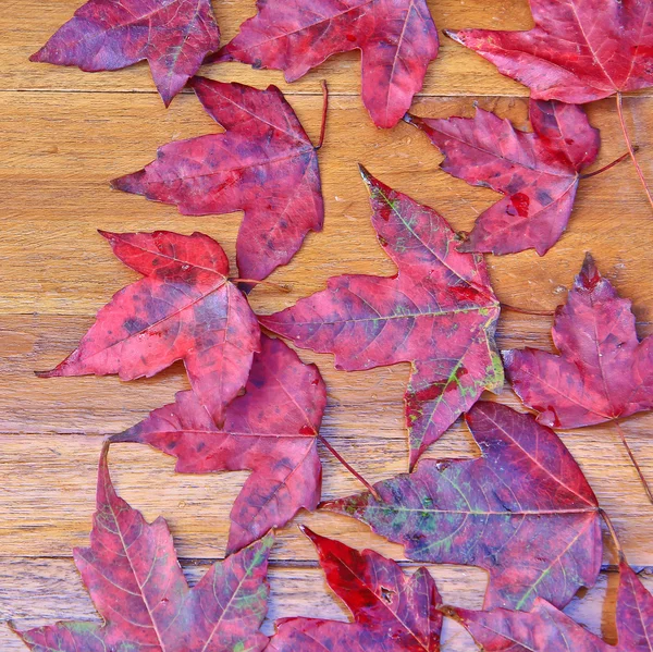 Red maple leaves — Stock Photo, Image