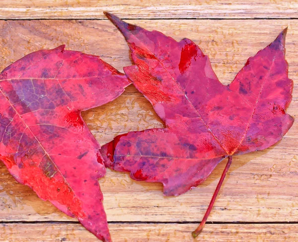 Red maple leaves — Stock Photo, Image