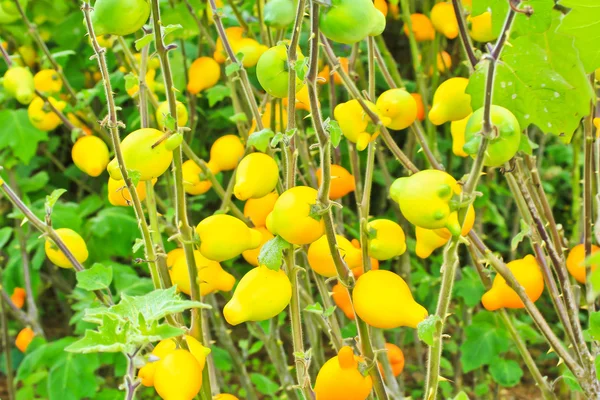 Frutos de beringela maduros — Fotografia de Stock