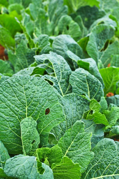 Ripe Lettuce leaves — Stock Photo, Image