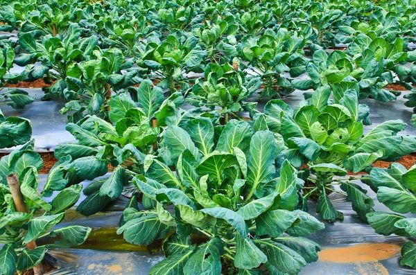 Vegetables in garden bed — Stock Photo, Image