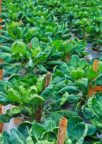 Légumes dans le lit de jardin — Photo