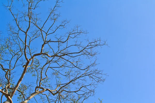 Dry Dead tree — Stock Photo, Image