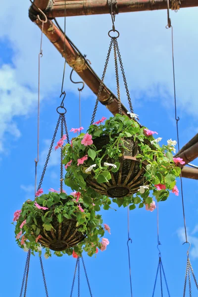 庭の花を開花 — ストック写真