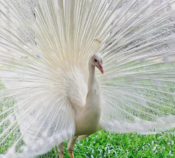 Paon blanc oiseau — Photo