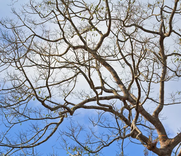 Dry Dead tree — Stock Photo, Image