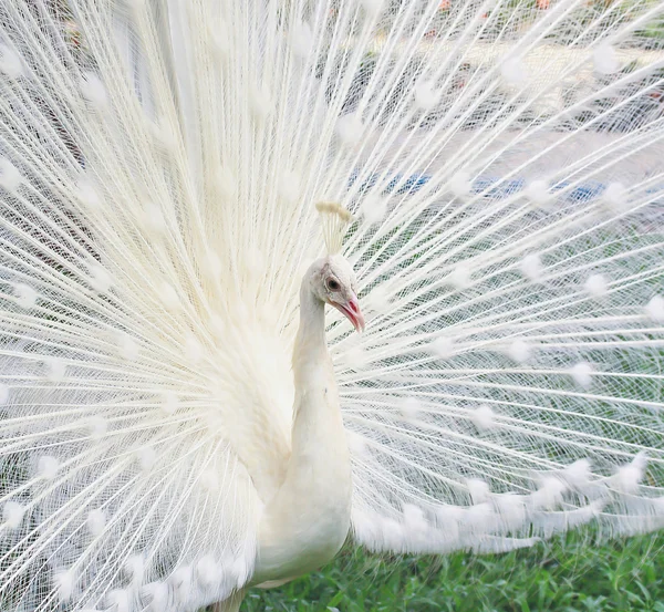 Paon blanc oiseau — Photo