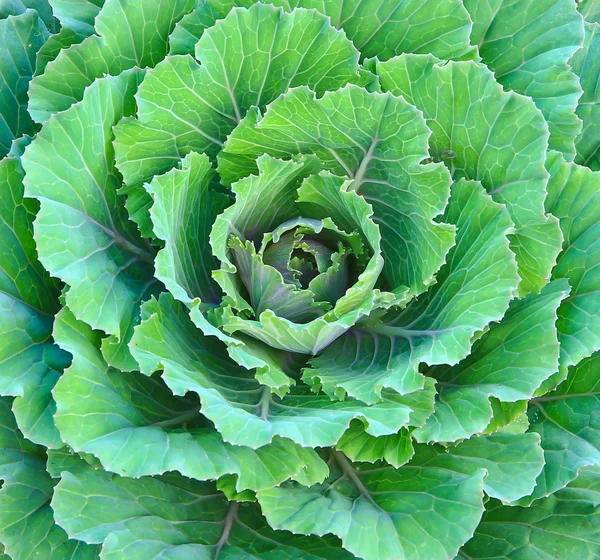 Hojas de col verde — Foto de Stock