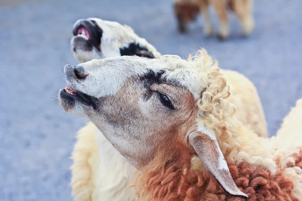 Rebanho de ovinos na exploração agrícola — Fotografia de Stock