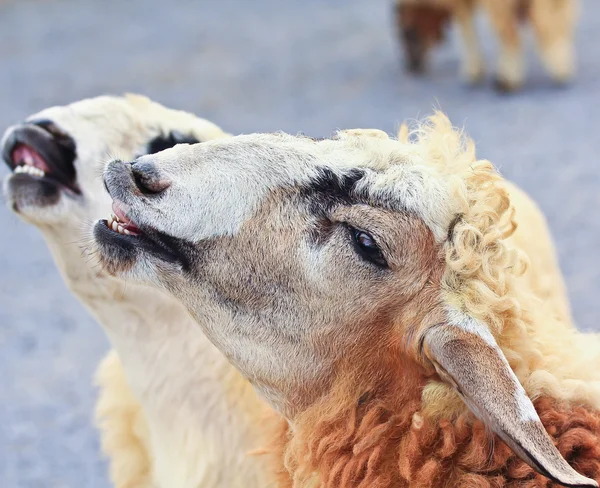 Rebaño de ovejas en la granja — Foto de Stock