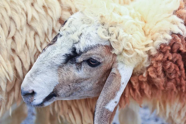 農場で羊の動物 — ストック写真