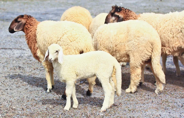 Rebanho de ovinos na exploração agrícola — Fotografia de Stock