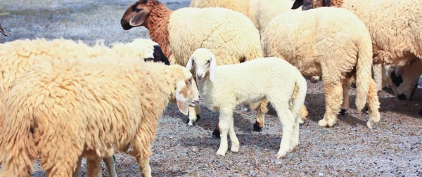 農場で羊の群れ — ストック写真