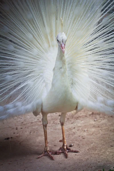 Белая птица павлина — стоковое фото
