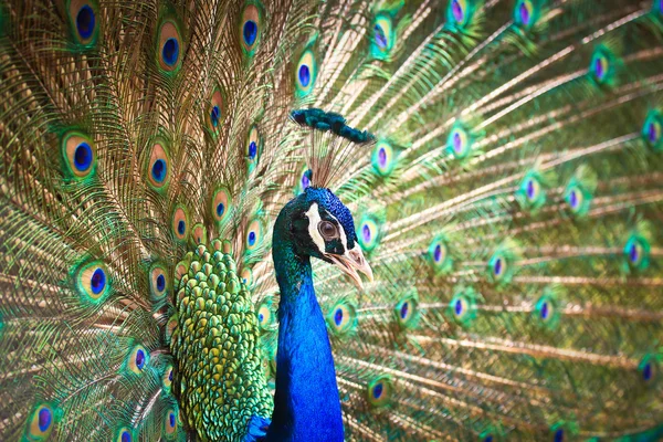 Green Peacock bird — Stock Photo, Image