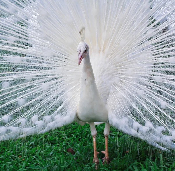 Bílý pták Páv — Stock fotografie