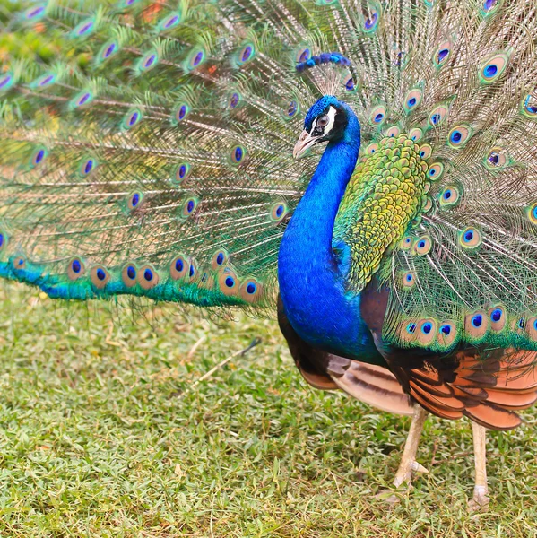 Pavo real verde pájaro — Foto de Stock