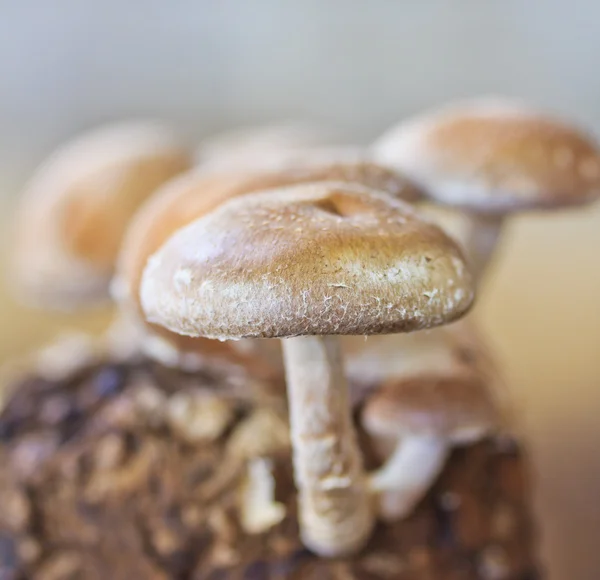 Shiitake mushrooms at farm — Stock Photo, Image