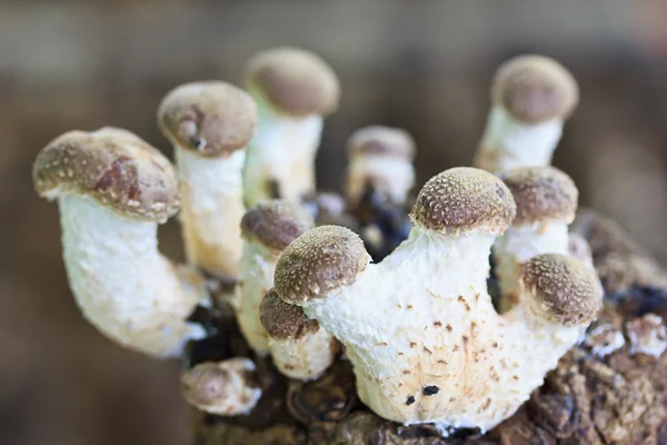 Shiitake mushrooms at farm — Stock Photo, Image