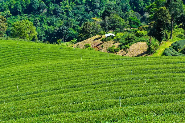 Tea plantation in thailand — Stock Photo, Image