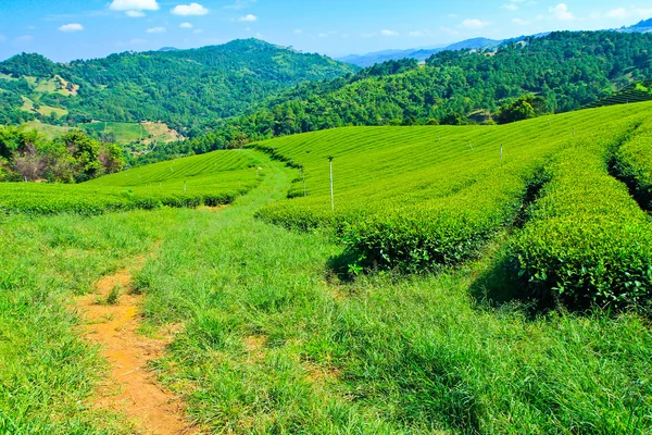 Piantagione di tè in Thailandia — Foto Stock