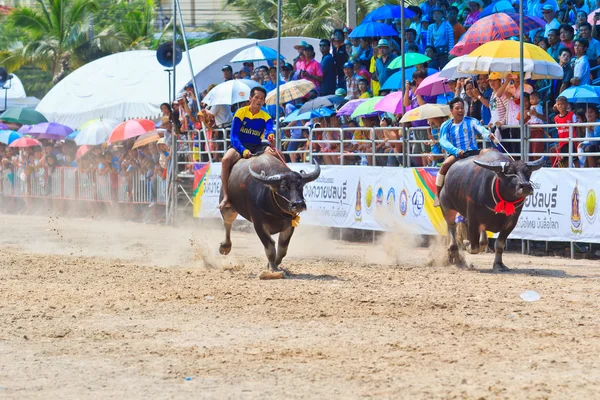 Buffalo Racing Festival — Photo