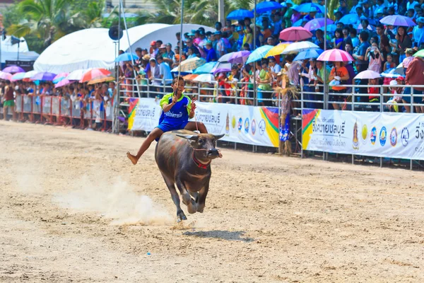 Buffalo Racing Festival — Photo