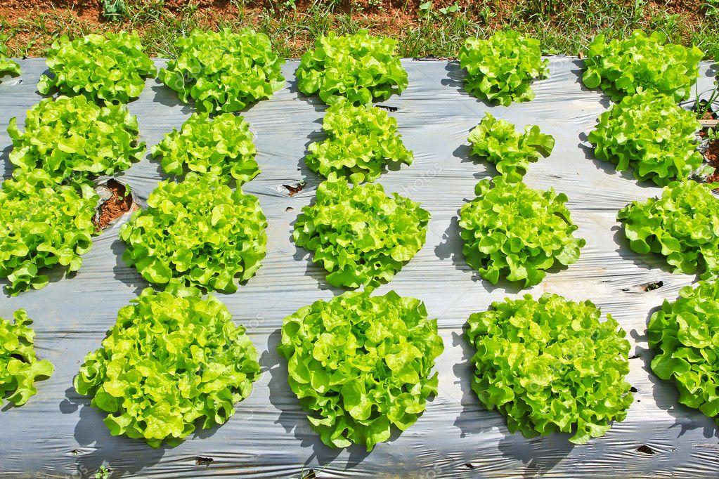 Verdura en cama de jardín — Foto de stock © Deerphoto #99042354