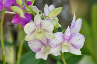 Bahçede çiçek açan güzel orkideler