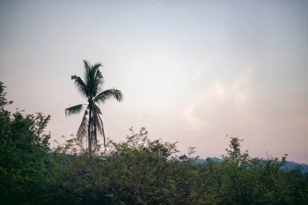 Het Topje Van Kokosboom Achtergrond Avondlucht — Stockfoto