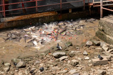 Pangasius insanların getirdiği yiyecekleri yiyor..