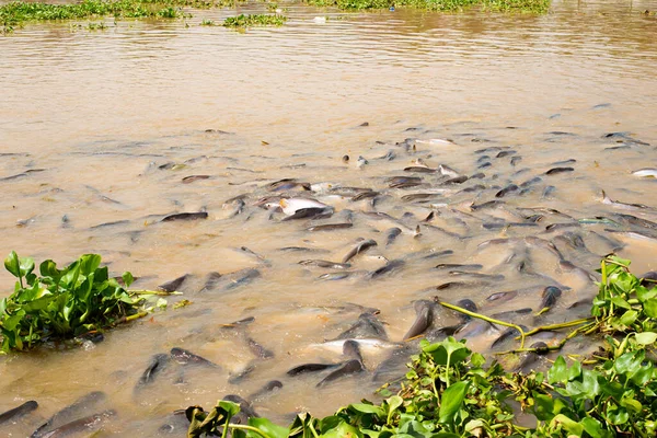 Fish Came Feed Food Man Gave Riverbank — Stock Photo, Image