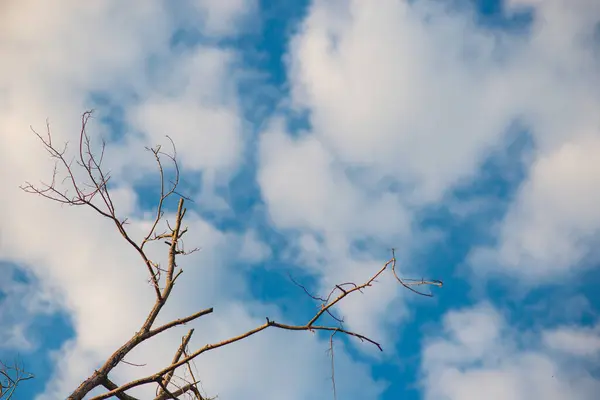 Árvore Com Galhos Secos Atrás Céu Com Nuvens Brancas — Fotografia de Stock
