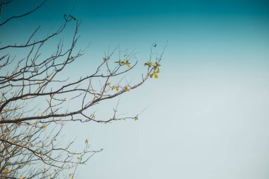 Alacakaranlık yakınlarındaki dalların sonunda, gökyüzü var..