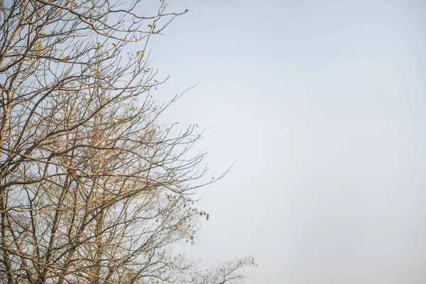 Die Spitze Eines Baumes Ohne Blätter Frühling — Stockfoto