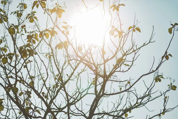 Uma Árvore Que Luz Sol Brilha Através — Fotografia de Stock