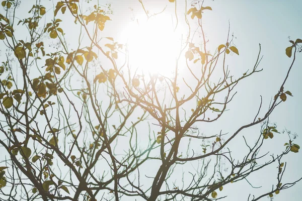 Uma Árvore Que Luz Sol Brilha Através Imagens De Bancos De Imagens Sem Royalties