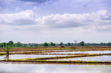 Tayland 'a pirinç tohumu ekmiş tarım arazileri