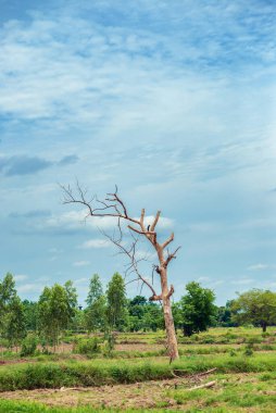 Tarlanın ortasında yaprakları olmayan kuru bir ağaç..