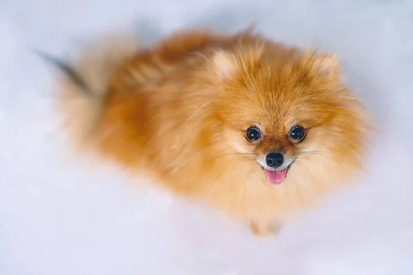 Pomeranian Cão Olhando Bonito Fundo Branco — Fotografia de Stock