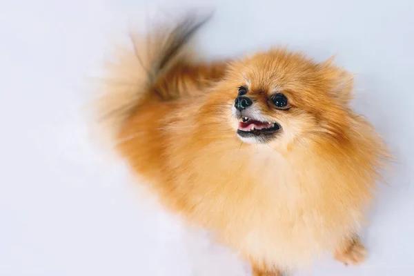 Perro Pomeranian Lindo Encanta Jugar Con Gente —  Fotos de Stock
