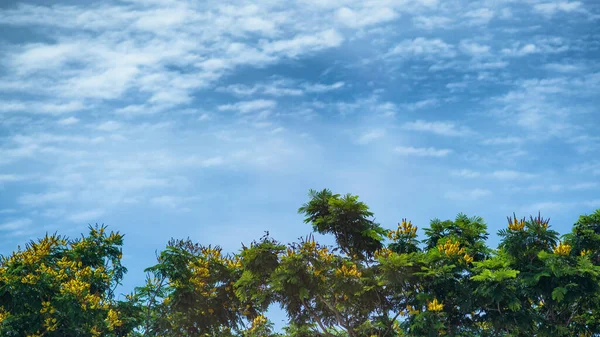 Céu Com Nuvens Brancas Uma Árvore Primeiro Plano — Fotografia de Stock