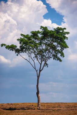 Ağaç doğası açık hava rengi Gökyüzünün arkasında güzel