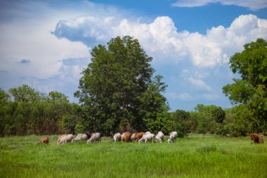 İnekler, bir sürü köylü, kendi topraklarında besleniyor, verimli otlar.