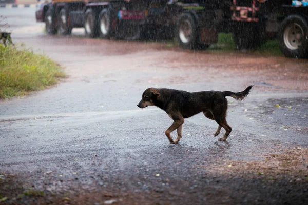 Dog running through the rain, on a heavy rain day